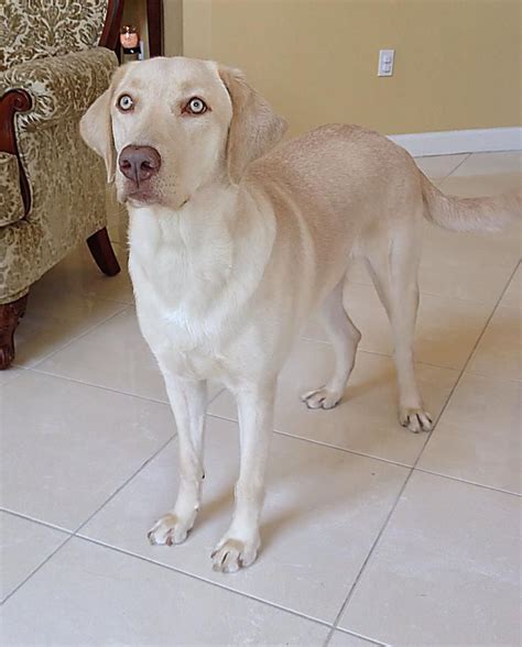 Silver labs are considered chocolate labs by akc and champagne labs are considered yellow labs by akc. Champagne Colored Labrador Retriever | Labrador retriever ...