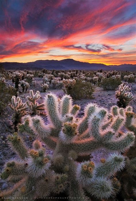 157,092 likes · 8,560 talking about this. Joshua Tree National Park | Joshua tree national park ...