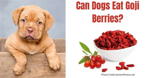 One tablespoon of these berries. Can Dogs Eat Goji Berries? Benefits - Side Effects