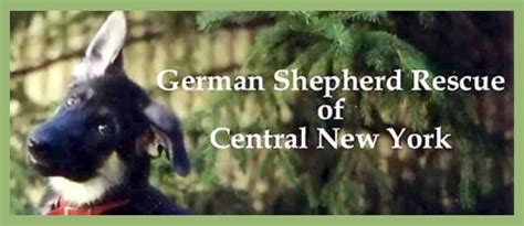 Complete canine services of cny,llc 6747. German Shepherd Rescue of Central New York! Just south of ...