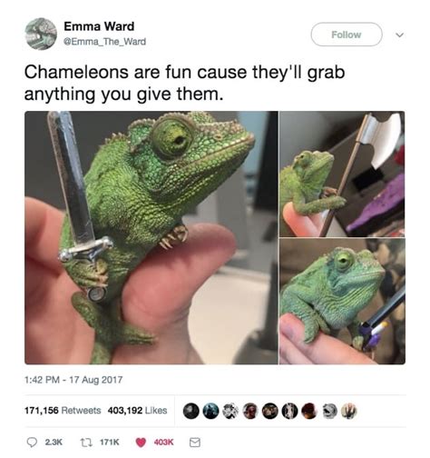 Computer jokes are always bound to make her laugh, especially if she's into technical stuff. 23 Animal Tweets That Will Make You Laugh, Cry, Or Both ...