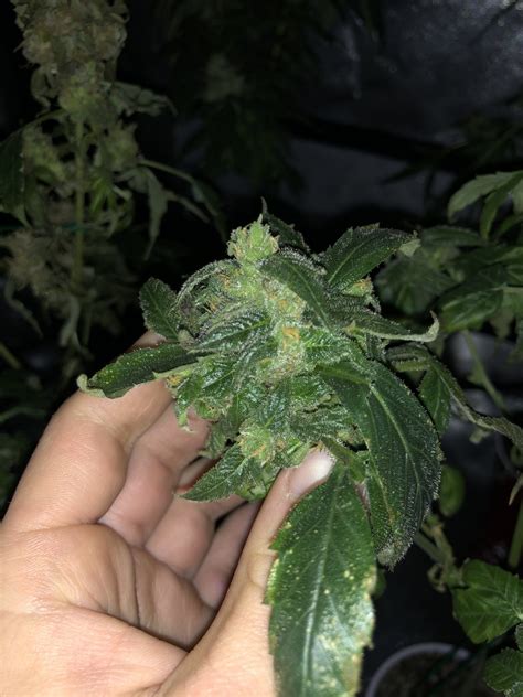 Maybe you would like to learn more about one of these? Help: Late flower and plant is drying out and dying! | 420 ...