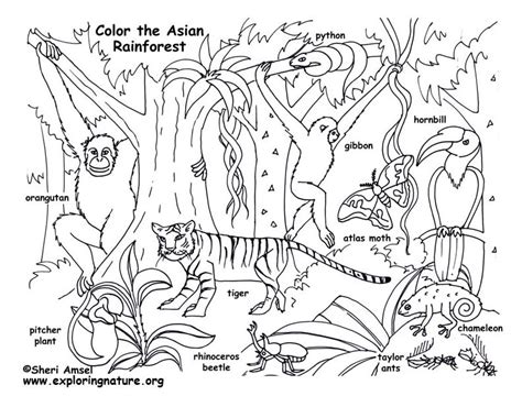 It is one huge rainforest with a massive variety of animals and insects. Rainforest (Asian) Coloring Page