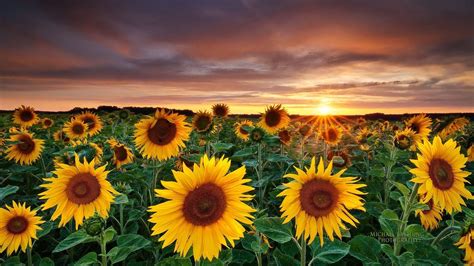 All of these background images and vectors have high resolution and can be used as banners, posters or wallpapers. Sunflower Desktop Wallpapers Free - Wallpaper Cave