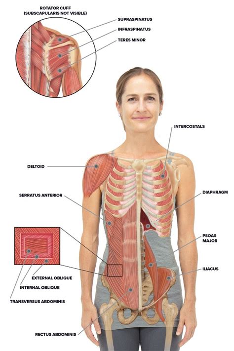 There are several muscles that are attached to the rib cage. Muscles Over Rib Cage / Pulled Muscle Under Rib Cage Hurts ...