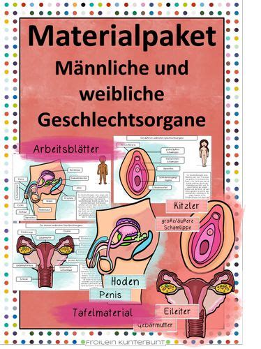 Aufsicht auf die äußeren weiblichen geschlechtsorgane. Weibliche Geschlechtsorgane Klasse 8 Frontansicht - Freies ...