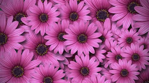 4k wallpapers of pink flower, bokeh, petals, closeup, pink background, flora, vibrant, blossom, bloom, spring, 5k, flowers, #5935 for free download. Gerbera flowers 4K Wallpaper, Daisy flowers, Pink daisies ...