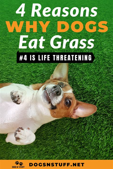 The irritation caused by the food intolerance could also. Reasons Why Dogs Eat Grass | Dog eating, Dogs eating grass ...