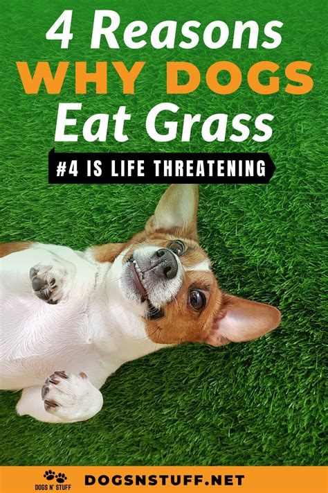 What do you do if your dog eats grass? Reasons Why Dogs Eat Grass | Dog eating, Dogs eating grass, Sick dog