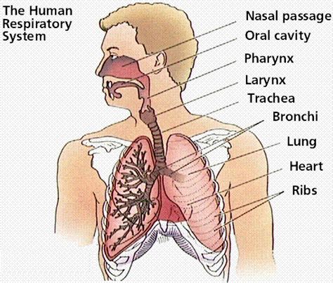 Pada proses pernafasan perut tahap inspirasi yang akan terjadi yakni. BIOKIMIA Dian Husada: proses pernafasan