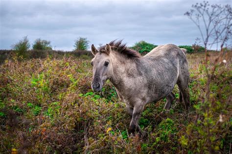 Paarden die in gevangenschap leven zijn ook zeer moeilijk tam te maken. De Wilde Veulennen Van Het Konikpaard Stock Afbeelding ...