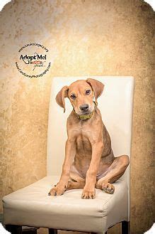 From cleveland to cincinnati and everywhere in between, if both parties want to meet then you can find each other on adopted.com! Labrador Retriever/Rhodesian Ridgeback Mix Dog for ...