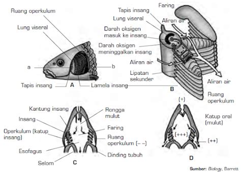 Sistem saraf hewan (avertebrata dan vertebrata), dalam sebuah bagian terhadap otak hewan mamalia terdiri dari otak tengah, otak depan, dan otak belakang yang dapat. Sistem Pernapasan Hewan Vertebrata | Respirasi Vertebrata