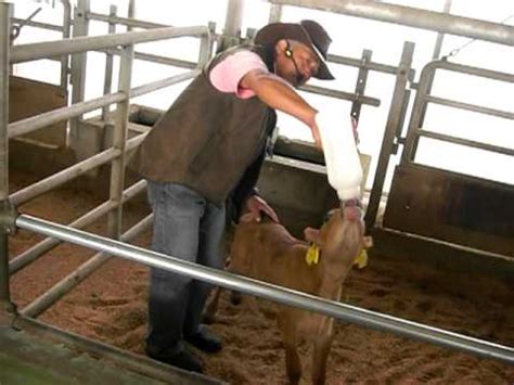 Make sure that you drink enough liquid to ensure that the drug goes all the way down. Feed milk (powder mix with water) to cow baby and save ...