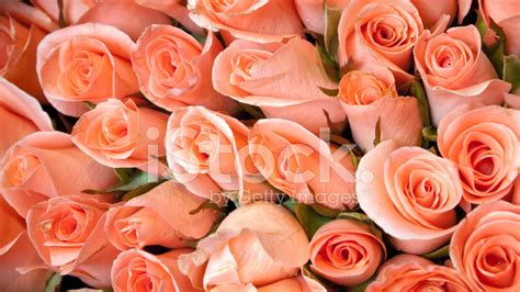 Orange blend flower of roses in full bloom. Light Orange Color Roses Stock Photos - FreeImages.com
