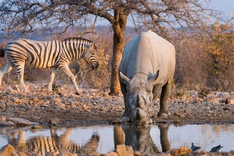 Big herds of blue wildebeest, zebra, springbok and gemsbok are often seen drinking together; Ongava Private Game Reserve - Your Exclusive Etosha ...