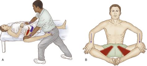Muscles diagrams diagram of muscles and anatomy charts. Viêm gân cơ khép - Dấu hiệu, triệu chứng và cách điều trị ...