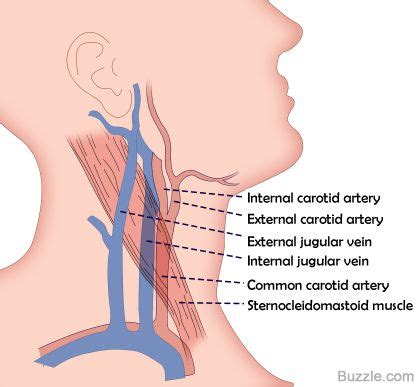 Arteries carry blood to the heart, while veins send it. Are the jugular vein and carotid artery present on both ...