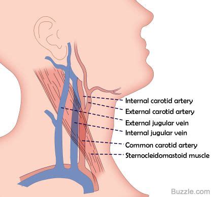 Arteries and veins of the neck and arm. Are the jugular vein and carotid artery present on both ...