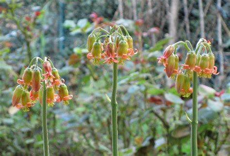 Would would think such fat plants could have such delicate and pretty red flowers? flowers Archives - Asymptotia