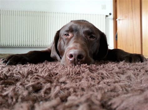 On the other hand, if your pup is showing any signs of. Dog Licking Carpet After Vomiting | www.resnooze.com