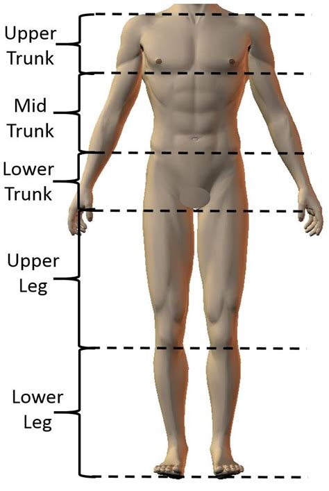 A woman has to deliberately hold her arms away from her body. The ball carrier's body split into tackle height regions ...