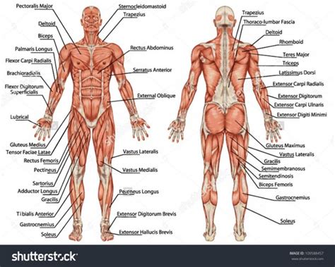 Muscle chart with accurate description of the most important. Parts Of Male Body With Diagram