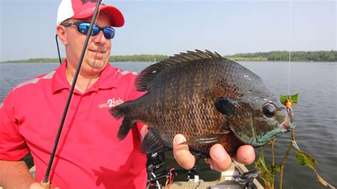 We did not find results for: Cold Front Fishing Smallmouth Bass - In-Fisherman