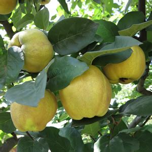 Japanese quince fruit for sale at pln 15 / kg. Kuganskaya Quince Fruit Tree - One Green World