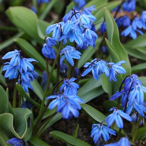 Great for naturalizing in woodland areas, as well as a ground cover under trees, and in areas where grass will not grow. Rysk blåstjärna, Scilla Siberica, ekologiska blomsterlökar ...