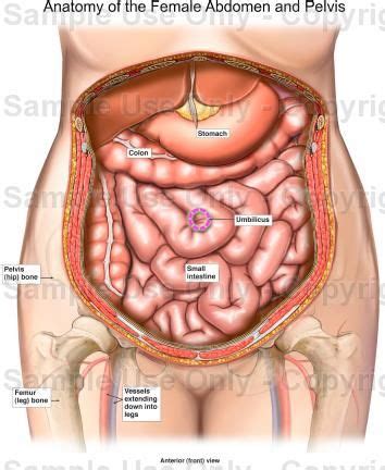 This course is about anatomy of the abdomen and pelvis. Reference point to pin point where my bowel spasms are in ...