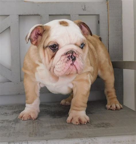 We have akc registered english and french bulldog puppies for sale in oklahoma. RARE! Unique Merle English Bulldog Puppy Michigan 7 in ...