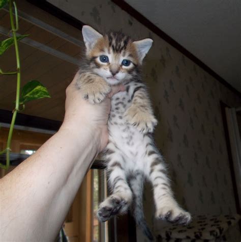Boy, very adventurous and fluffiest of the litter. Desert Lynx kitten for sale | Kitten for sale, Lynx kitten ...