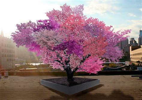 If a tree is successfully pollinated it will produce fruit that contains hybrid seeds that you can plant. Tree of 40 Fruit, A Hyper Hybrid Tree That Grows Over 40 ...