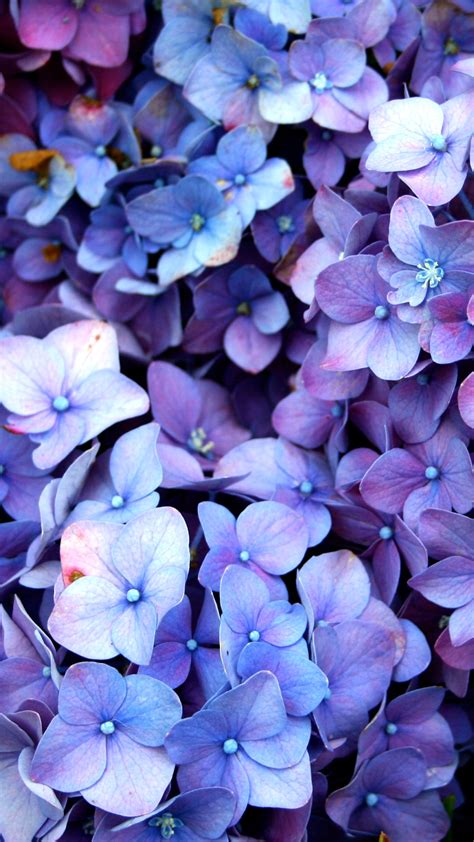 However, there are some types of naturally blue flowers that are stunning to look at. Purple Blue Flower Wallpapers - Wallpaper Cave