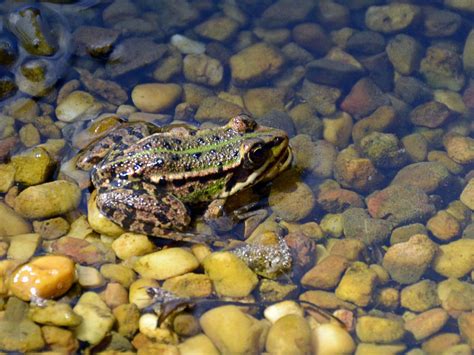 Frösche haben ein angestammtes laichgewässer, zu dem sie jedes jahr zur laichzeit hüpfen das abwandern der jungfrösche während des sommers hüpfen die kleinen frösche rund um den wenn ein grasfrosch den garten, in dem der gartenteich sich befindet, als sein zuhause auswählt, wird er. Kleiner Frosch im Flachwasserbereich meines Gartenteichs