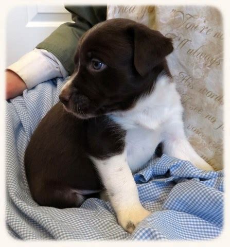 Jan 18, 2020 · the average price of a border collie puppy is about $600. Border Collie puppy dog for sale in Tehachapi, California