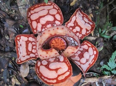 See more ideas about kraf, gubahan bunga, kraf diy. WOW... Bunga Rafflesia Ini Sangat Langka Dengan Berwarna ...