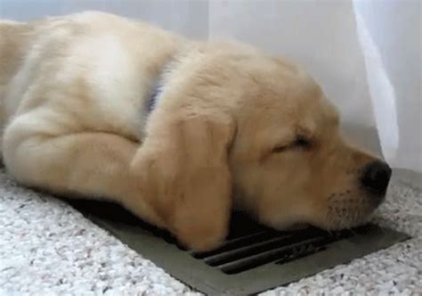 Share the best gifs now >>>. golden retriever adorable gif | WiffleGif