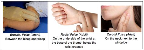 To measure your pulse you will need to listen to your heartbeats by placing the chest piece on your heart. Checking of Pulse - SERA, Accredited First Aid and CPR AED ...