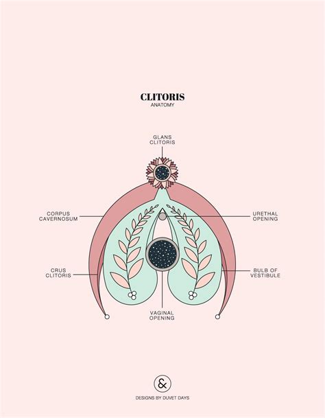 Sexual stimulation is any stimulus (including bodily contact) that leads to, enhances and maintains sexual arousal, and may lead to orgasm. Clitoris Anatomy - Designs by Duvet Days Anatomy Illustrations