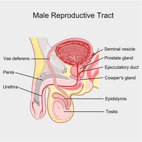 The male reproductive system and the female reproductive system both are needed for reproduction. Disorders of the Male Reproductive System | STD.GOV Blog