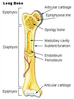 Located in the main shaft of a long bone (consisting mostly of compact bone), the medullary cavity has walls composed of spongy bone (cancellous bone) and is lined with a thin, vascular membrane. Epiphysis - Definition, Location, Function and Pictures