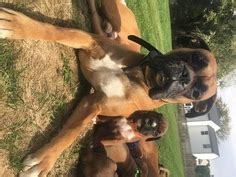These are a few ways that parents of boxer puppies might describe their pooches. View Ad: Boxer Puppy for Sale near Indiana, INDIANAPOLIS ...