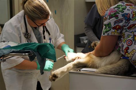 Maybe you would like to learn more about one of these? Standard of Care - Colorado Springs, CO Vet - Centennial ...