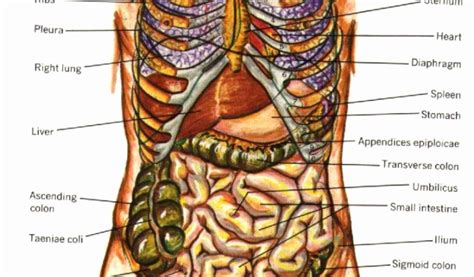 Human body internal organs and parts info poster. Human Anatomy Rear View | Human body anatomy, Human body ...