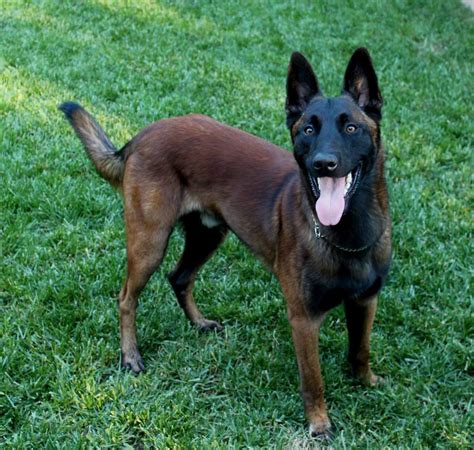 There is only 3 boys left for sale Found on Bing from www.pinterest.com | Malinois, Belgian ...