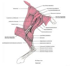 Study flashcards on cat lower legs dissection at cram.com. Cat Dissection Lab-Muscles of the Thigh and Leg Flashcards ...