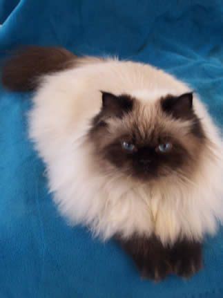 The coat of the himalayan cat breed is long and silky and this makes it require daily grooming sessions. Seal Point Himalayan Cat | Seal Point https://www.facebook ...