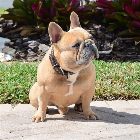 Reputable breeders will ensure that their dogs and puppies are free of issues that french bulldogs can face so be sure to ask for proof that. Poetic French Bulldogs' Square - French Bulldog - Puppies ...